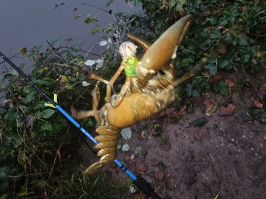 Neckar (Poppenweiler)-2