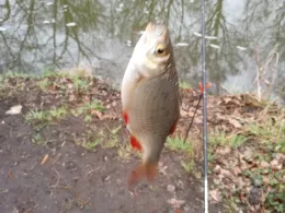 Schwarzer Schöps (Kreba-Neudorf)-2