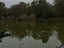 Karpfenteich Biethe (Roßlau)-3