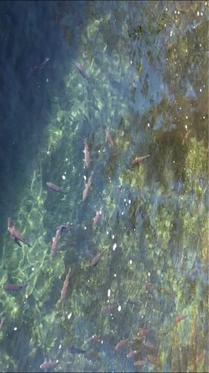 Rhein (Schaffhausen)-1