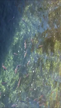 Rhein (Schaffhausen)-1