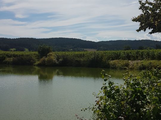 Wagner Weiher (Regenstauf)-1