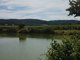 Wagner Weiher (Regenstauf)-1