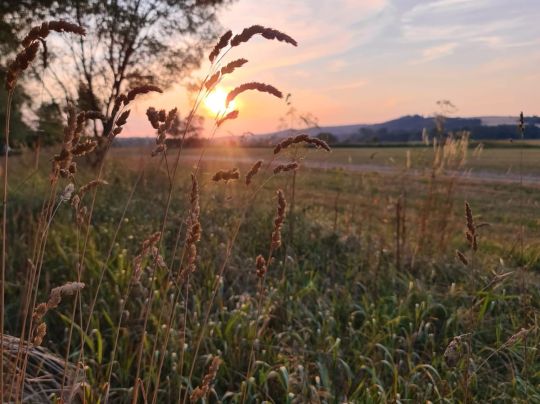 Kiesgrube Immelborn-3