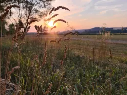 Kiesgrube Immelborn-3