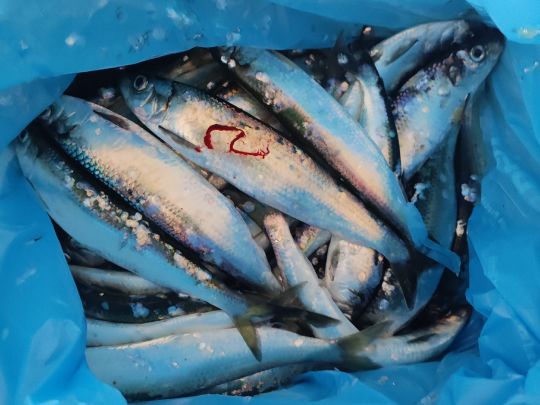 Yachthafen Eckernförde-4