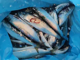 Yachthafen Eckernförde-4