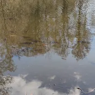 Mühlenteich (Ragösen)