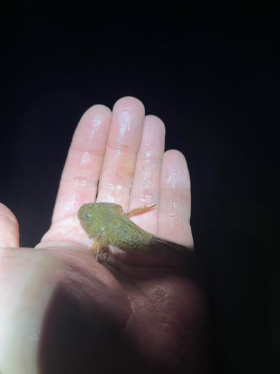 Glan (Ulmet-St.Julian)-3