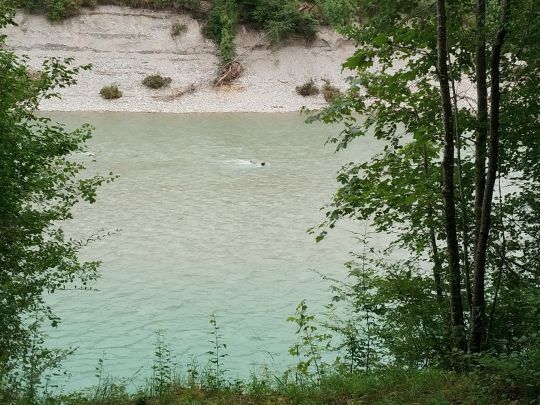 Saalach (Freilassing)-0