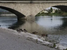 Saalach (Freilassing)-1