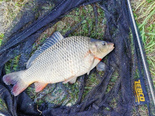 Dortmund-Ems-Kanal (Meppen)-3