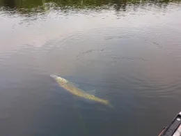 Dortmund-Ems-Kanal (Meppen)