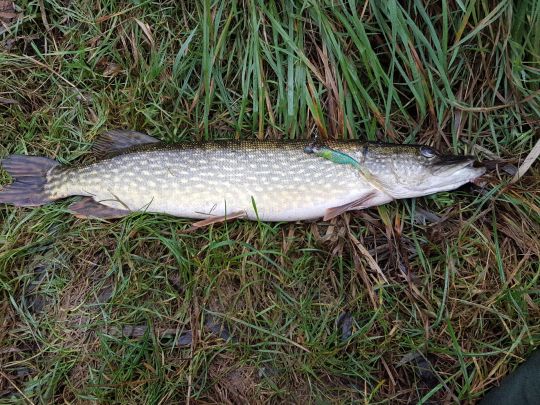 Elbe-Lübeck-Kanal (Lübeck)-4