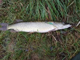 Elbe-Lübeck-Kanal (Lübeck)-4