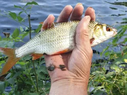 Stör-Wasserstraße (Raben Steinfeld)