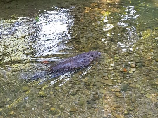 Schlierach (Miesbach)-2