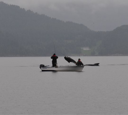 Romsdalfjorden