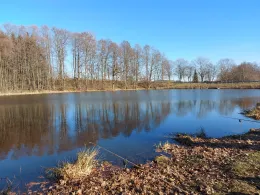 Irfersgrüner Weiher-1