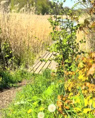 Andreasteich (Walkenried)-2