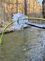 Sebnitz (Rathmannsdorf)-1