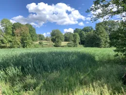 Kollerweiher (Bayreuth)-2