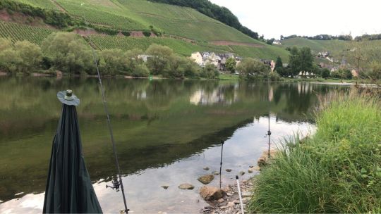 Mosel (Enkirch)-4