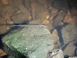 Küstenkanal (Kampe)-1