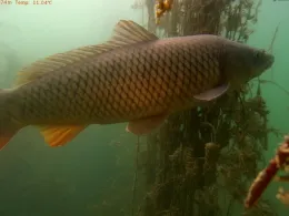 Landschaftweiher (Raisting)-4