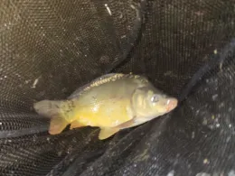 Angelweiher Lösmühle-4