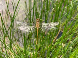 Bokensdorfer Teich-3