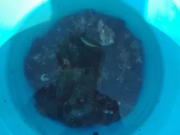 Nordsee (Blåvand Strand)