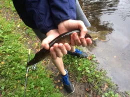 Rückhaltebecken Raakmoorgraben-1