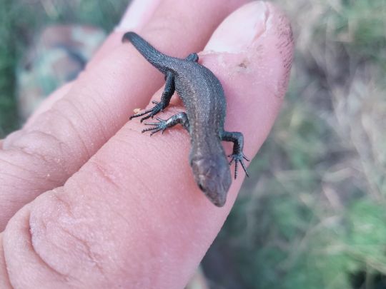 Mündesee (Angermünde)-2