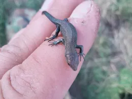 Mündesee (Angermünde)-2