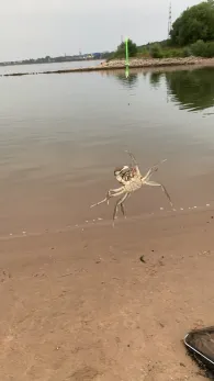 Rhein (Niederkassel)-3