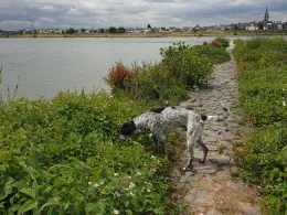 Rhein (Niederkassel)-1