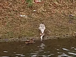 Wallensteingraben (Wismar)-2