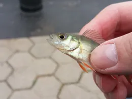 Strelasund (Parow)-1