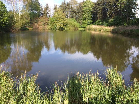 Dammer Teich