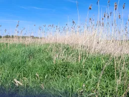 Brocklandsau (Süderheistedt)-4