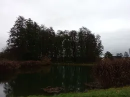 Brookbuschteich (Immekath)-1