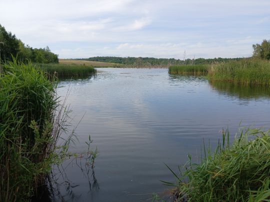 Auensee (Holzweißig)