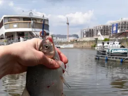 Kartoffelhafen Dresden-1