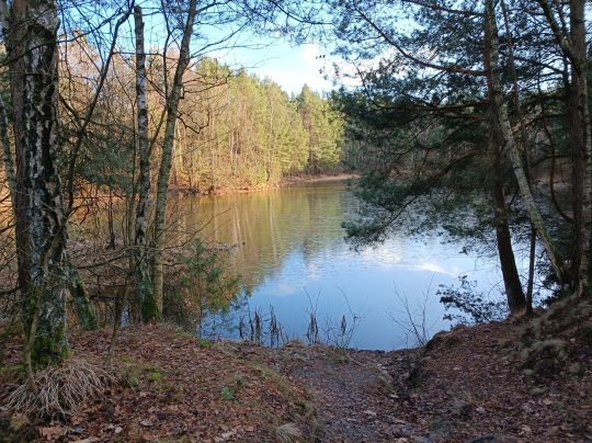 Wachholderteich (Faßberg)-3