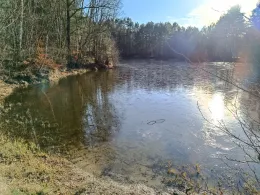 Wachholderteich (Faßberg)