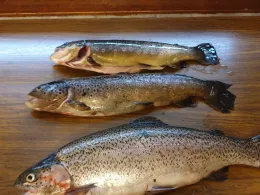 Fischparadies Siebenbrunn (Markneukirchen)-4