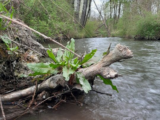 Goldach / Nasenbach (Freising)-1