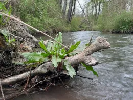 Goldach / Nasenbach (Freising)-1