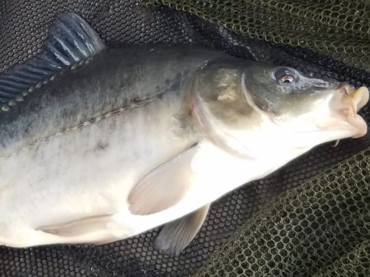 Stadtgraben Gardelegen-4